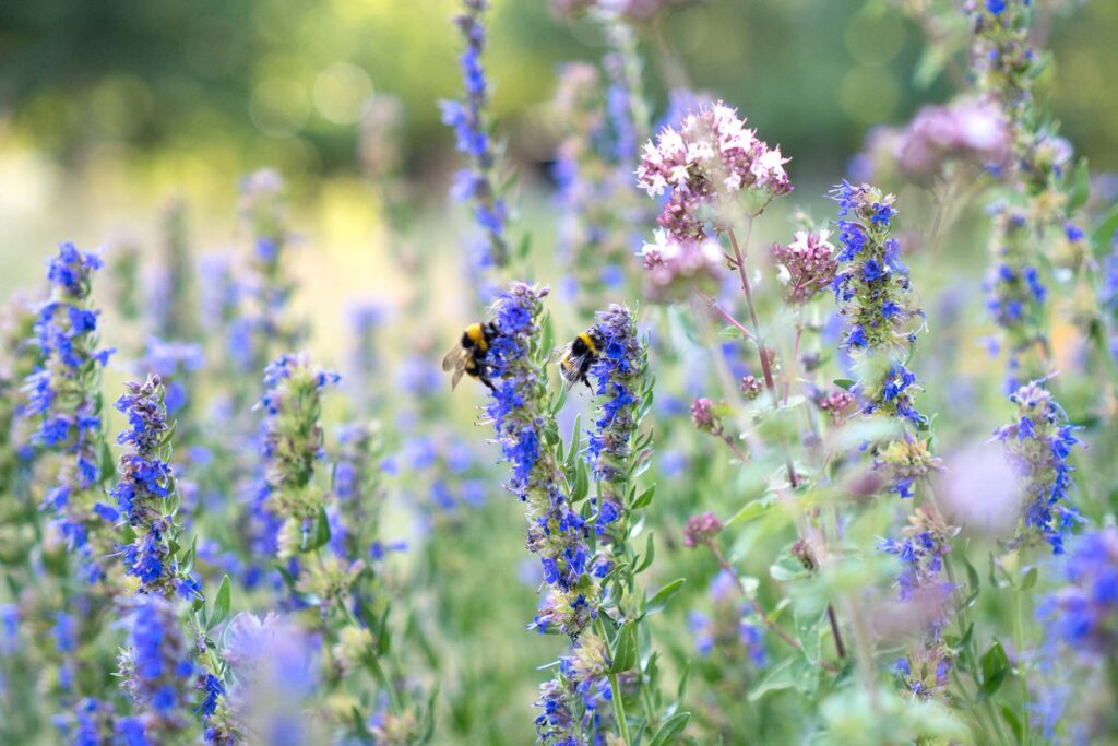 Hummeln sammeln Nektar auf blühendem Ysop im Sommergarten