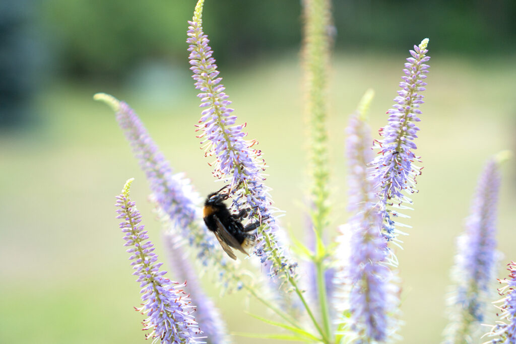 Hummel sitzt auf blauvioletten Blütenähren des Ehrenpreis 'Lavendelturm'