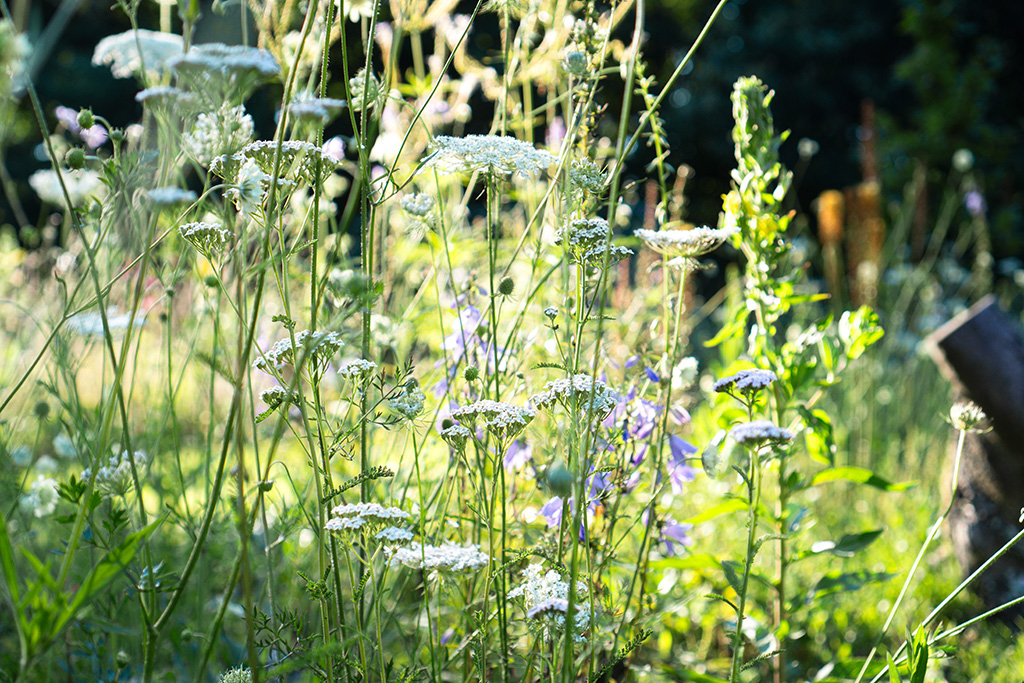 Wilde Möhre blüht im Gegenlicht zwischen Glockenblumen im Staudenbeet